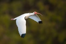 Schneesichler im Flug