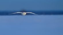 Snowyowl