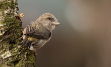 Kiefernkreuzschnabel weibchen (  Loxia pytyopsittacus )