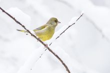 Grünfink (Chloris chloris Syn Carduelis chloris)