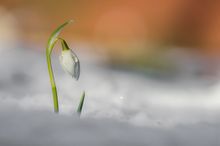 Schneeglöckchen mit Tränen