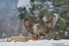 Der Kampfrichter: Mäusebussard (Buteo buteo)