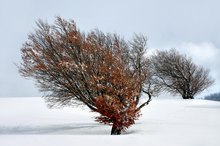 Schwarzwaldwinter ...,