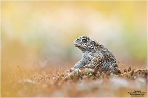 Kreuzkröte ( Bufo calamita )