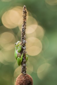 Mein Einstands-Laubi