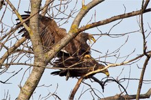 „Seeadler-Kopula“