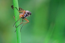 Schwarzfüßige Schnepfenfliege