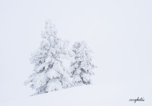 White Out