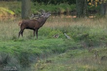 Der Platzhirsch