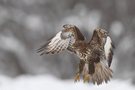 Winterbussard