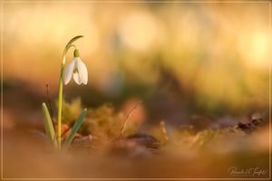 Der Traum vom Frühling