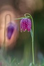 Schachblume im Abendlicht