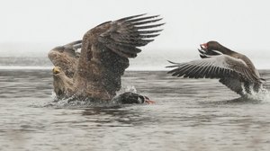 Seeadler schlägt Graugans