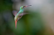 Hummingbird