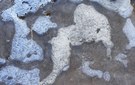 Elefant?