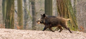 Bin Brötchen holen