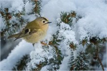 Hähnchen im Schnee