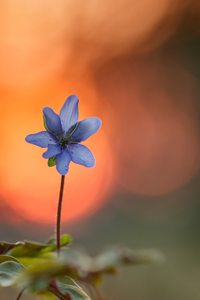 Leberblümchen im Abendlicht