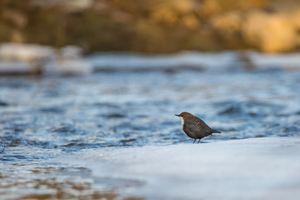 Wasseramsel an ihrem Fluss