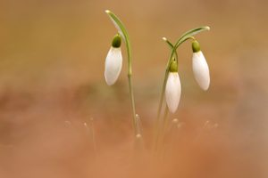 Schneeglöckchen
