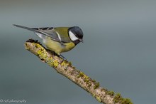 Die Kohlmeise in Pose