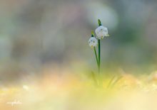 Frühlingsknotenblume