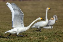 Solostart auf Rinderkoppel....