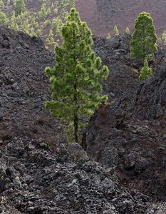 Vulkanlandschaft mit Kanarischen Kiefern II