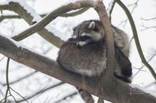 Waschbären