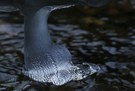 Kamelfuß oder Weinbergschnecke?