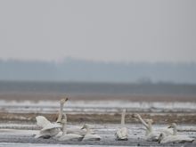 Schwäne im Eisloch