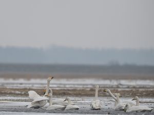 Schwäne im Eisloch