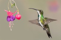 Grünbrust mangokolibri