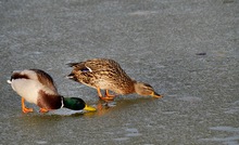 es gibt doch nichts schönes als Eislecken!! ;-))