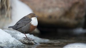 Wasseramsel