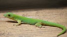 Grüner oder Palmengecko