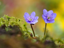 Vorgestern habe ich die ersten Leberblümchen