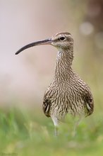 Regenbrachvogel