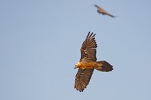 Der größte Greifvogel Europas