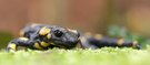 Feuersalamander (Salamandra salamandra)