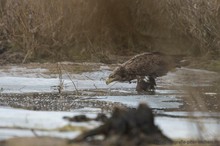 Für Seeadler..