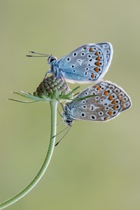 Zwei Hauhechelbläulinge (m/w)