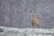 Schneeschauer