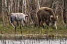 Ungleiche Begegnung im Auwald