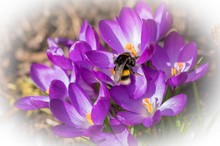 Krokusse mit Hummel