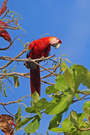 Roter Ara