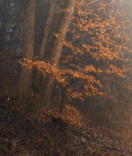 Herbstüberreste