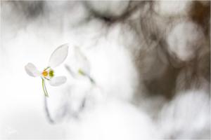 guckst du weg von dem Fleck, ist der Frühling wieder weg....