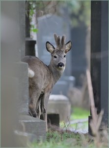 *Durchblick*