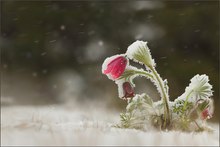 Pulsatilla, vom Schnee überrascht